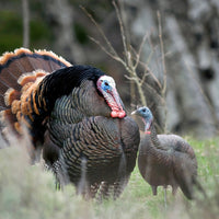 Dave Smith Decoys Upright Turkey Hen